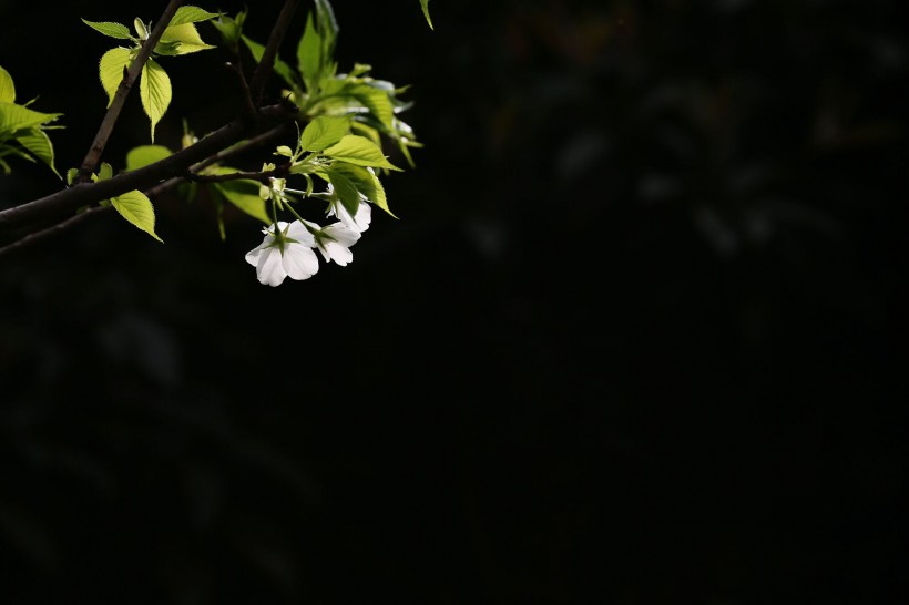 点击大图看下一张：白色的樱花图片
