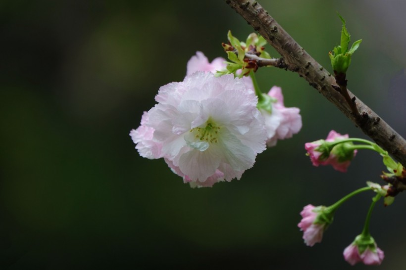点击大图看下一张：初放盛开的樱花图片