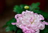 粉色和白色的菊花图片_5张
