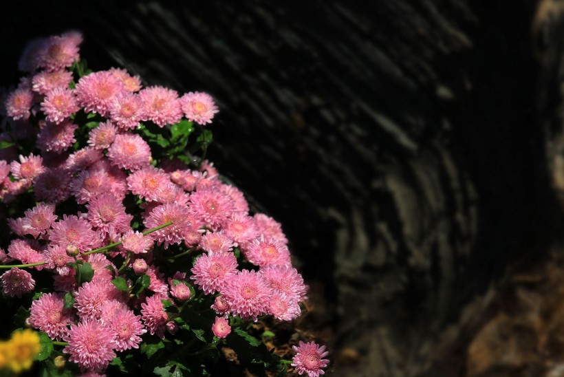 点击大图看下一张：深秋一丛小菊花图片