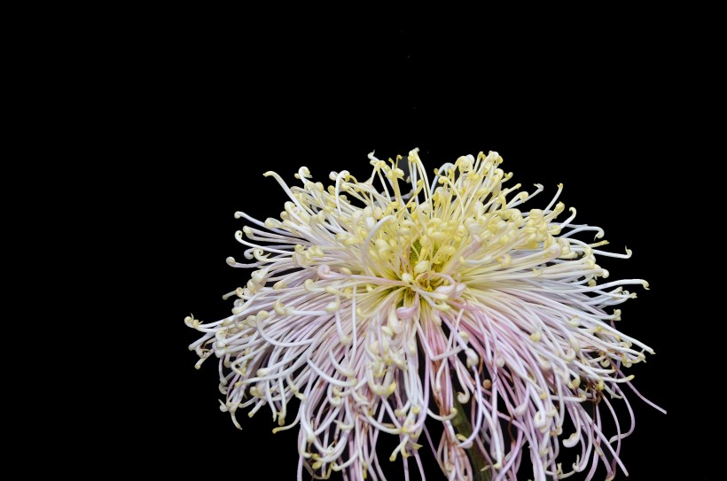 点击大图看下一张：宜宾艳丽的菊花图片