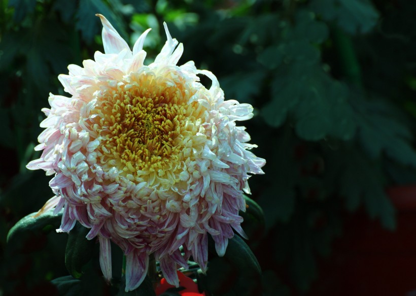 点击大图看下一张：北京植物园菊花图片