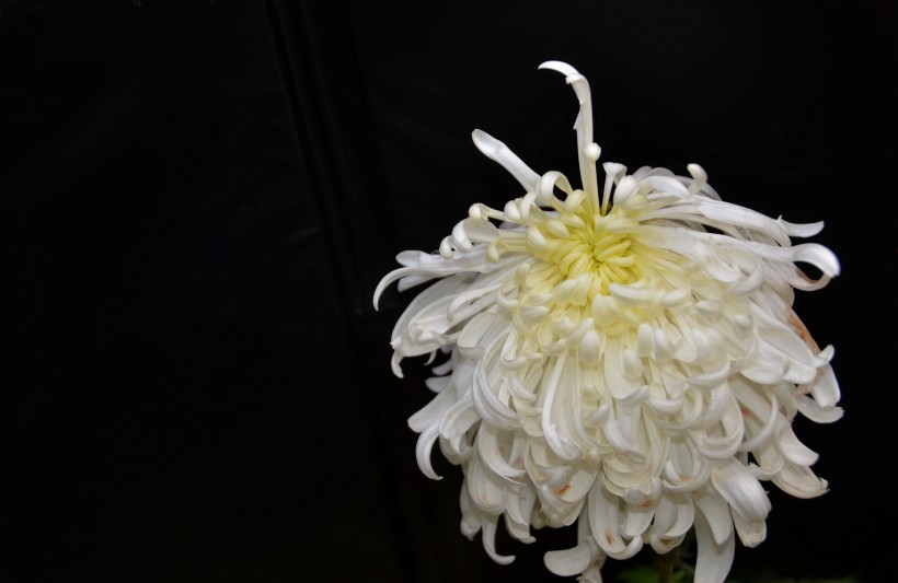 点击大图看下一张：宜宾艳丽的菊花图片