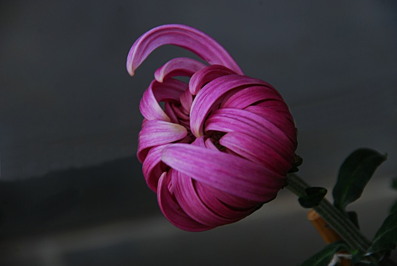 点击大图看下一张：神秘的紫色菊花图片