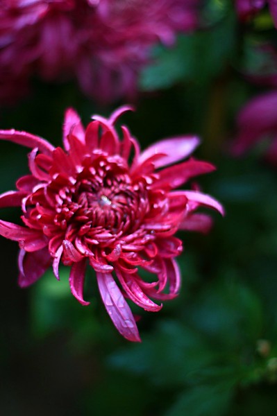 点击大图看下一张：娇艳唯美的菊花图片