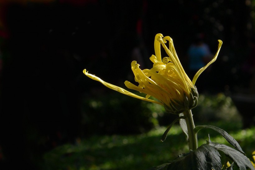 点击大图看下一张：茂盛菊花图片