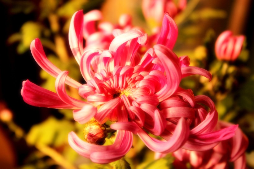 点击大图看下一张：各种颜色的菊花图片
