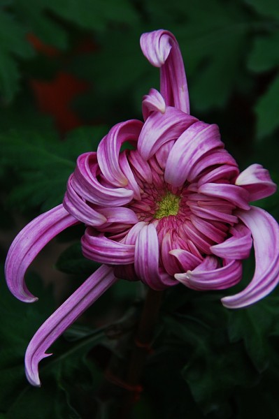 点击大图看下一张：神秘的紫色菊花图片