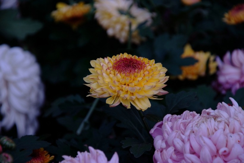 点击大图看下一张：各种颜色的菊花图片