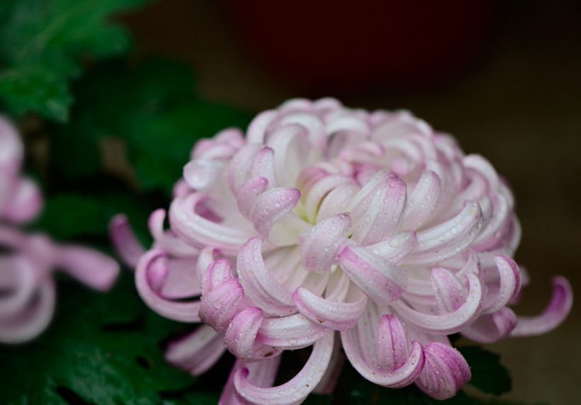 点击大图看下一张：粉色和白色的菊花图片