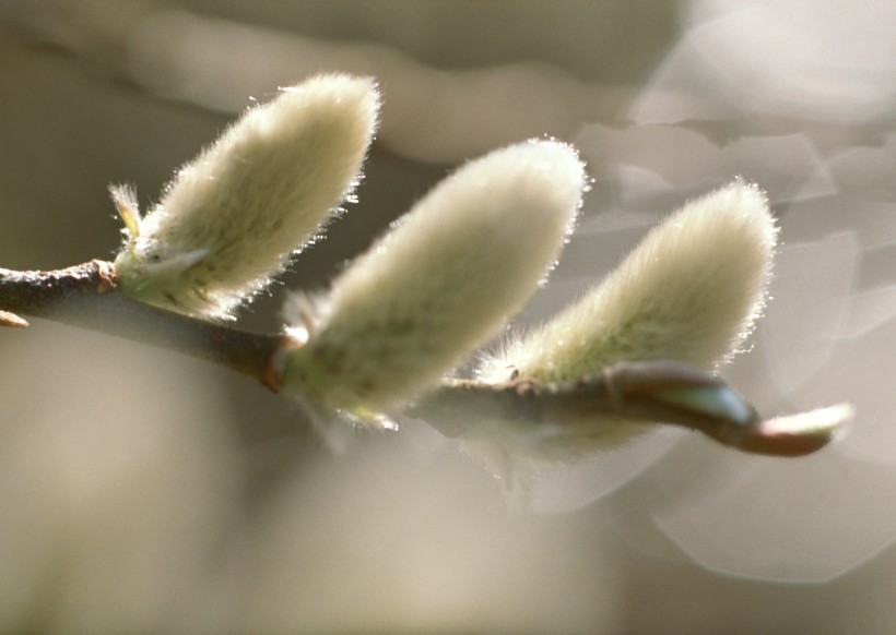 点击大图看下一张：初春萌芽的小植物图片
