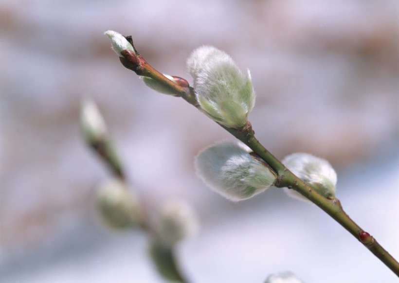 点击大图看下一张：初春萌芽的小植物图片