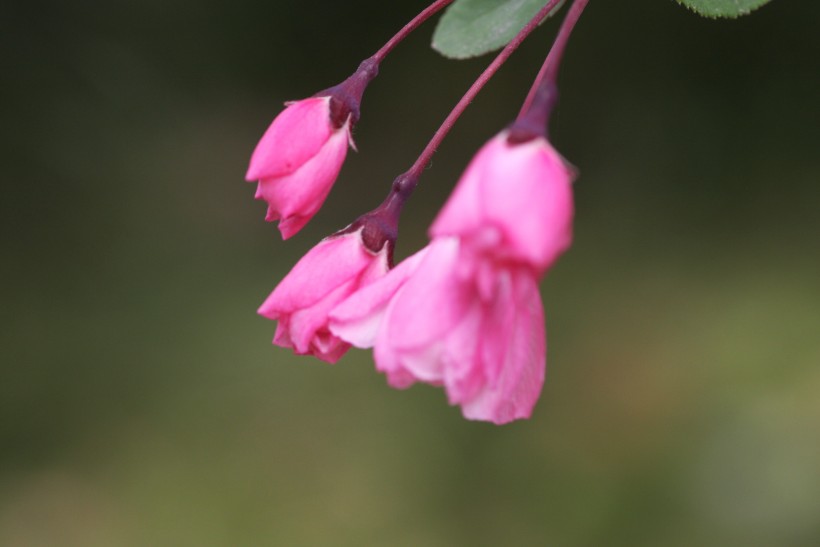 点击大图看下一张：粉色垂丝海棠图片