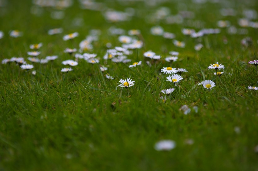 点击大图看下一张：草地上的雏菊图片