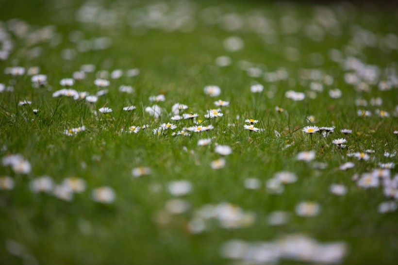 点击大图看下一张：草地上的雏菊图片