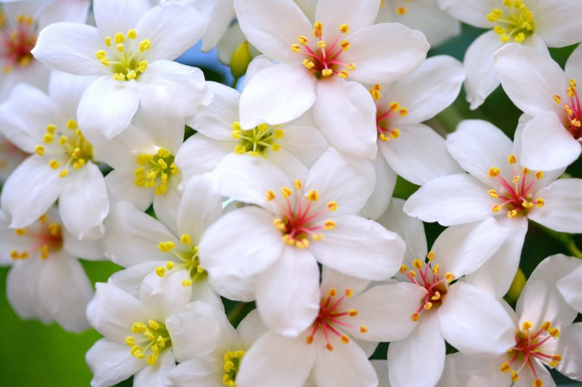 点击大图看下一张：纯洁的白色小花图片