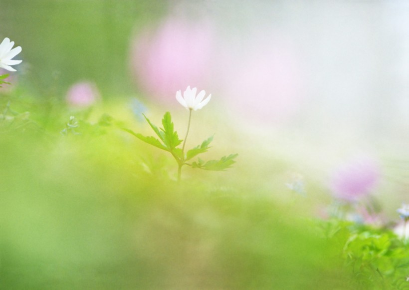 点击大图看下一张：纯香野花图片