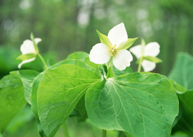 点击大图看下一张:纯香野花图片