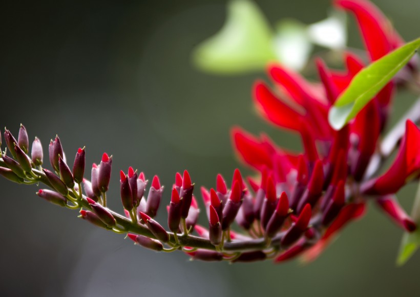 点击大图看下一张：火红的刺桐花图片