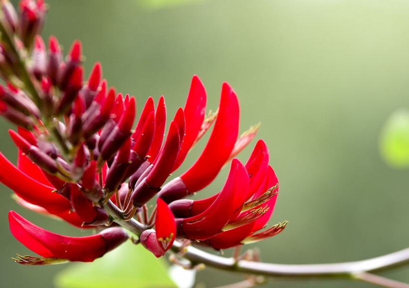 点击大图看下一张：火红的刺桐花图片