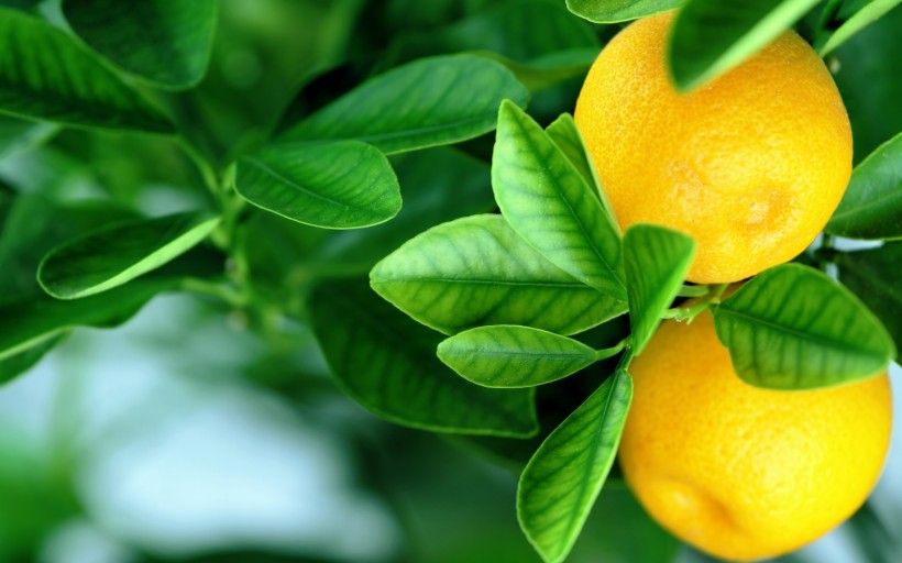 点击大图看下一张：树上的橘子图片
