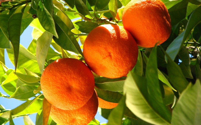 点击大图看下一张：树上的橘子图片