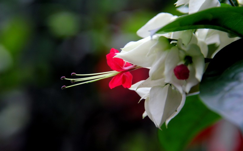 点击大图看下一张：龙吐珠花卉图片