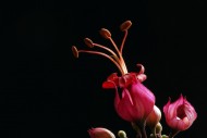 红萼龙吐珠花卉图片_10张
