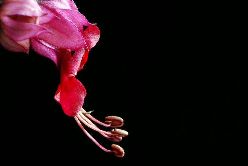 点击大图看下一张：红萼龙吐珠花卉图片
