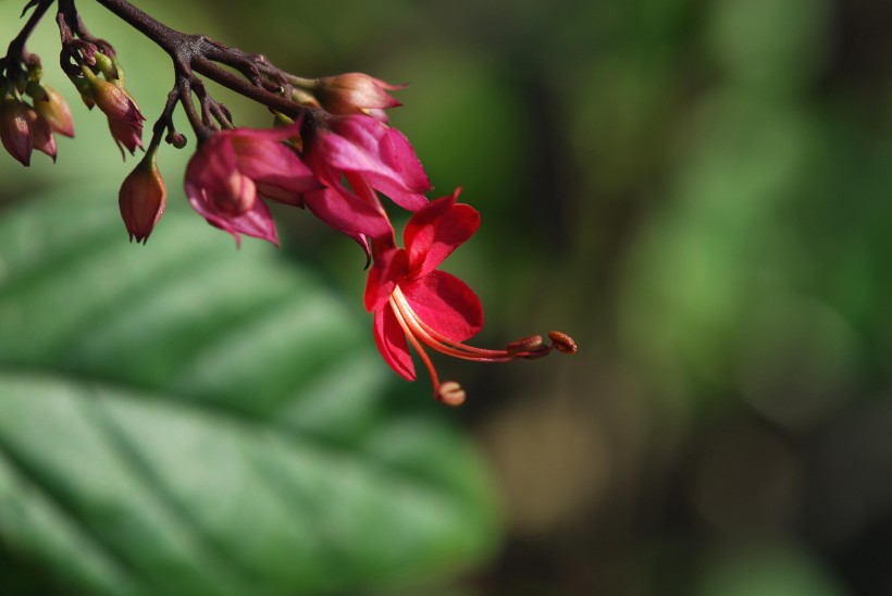 点击大图看下一张：红萼龙吐珠花卉图片