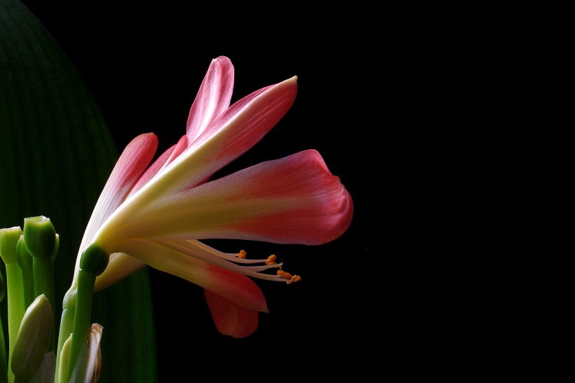 点击大图看下一张：优雅君子兰花卉图片