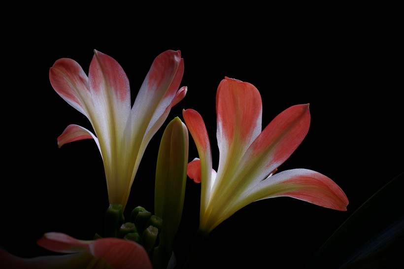 点击大图看下一张：优雅君子兰花卉图片