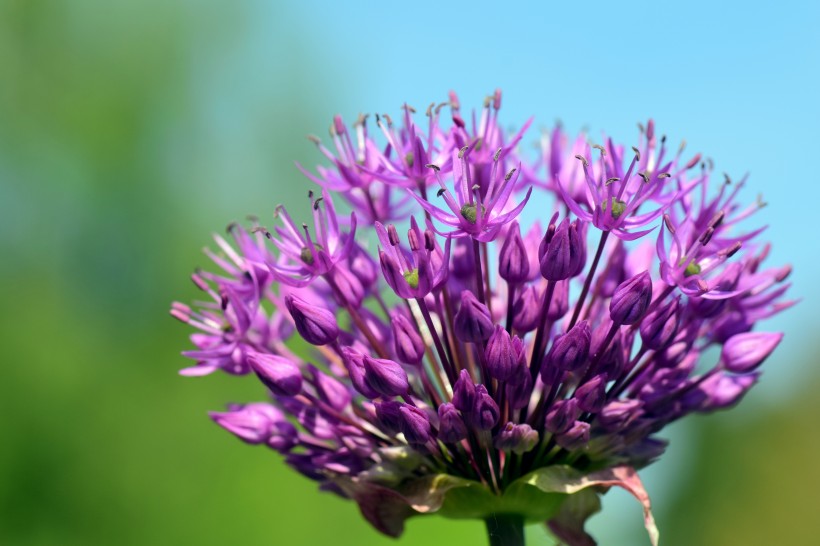 点击大图看下一张：漂亮好看的紫色葱花图片