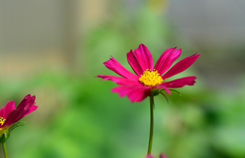 点击大图看下一张：多色波斯菊花卉图片
