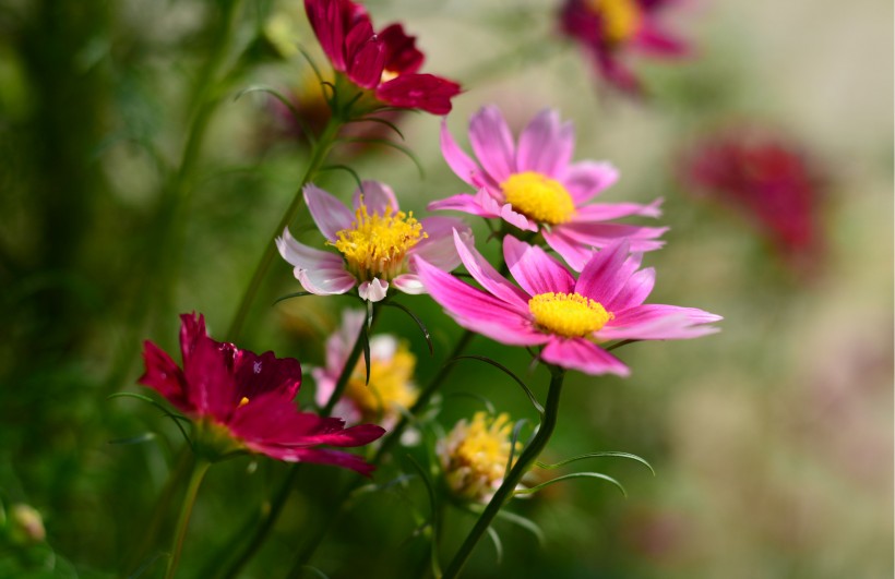点击大图看下一张：多色波斯菊花卉图片