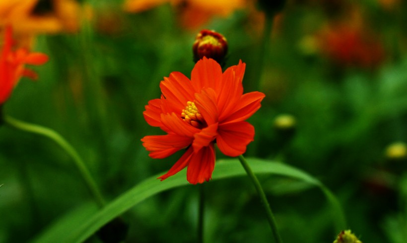 点击大图看下一张：橙色硫华菊花卉图片