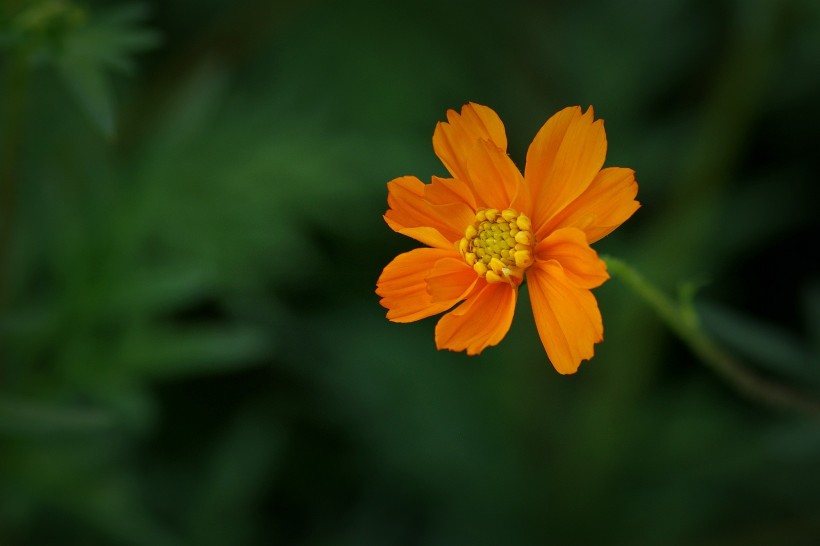 点击大图看下一张：硫华菊图片