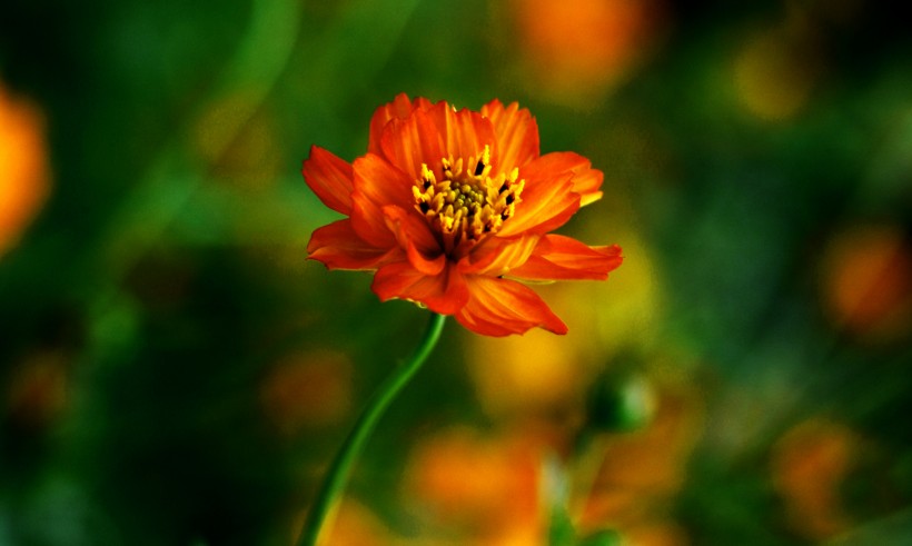 点击大图看下一张：橙色硫华菊花卉图片