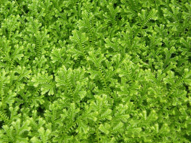 点击大图看下一张：翠云草植物图片