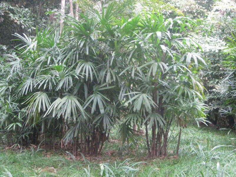 点击大图看下一张：粗棕竹植物图片