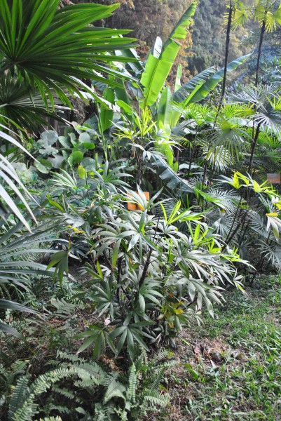点击大图看下一张：粗棕竹植物图片