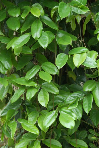 点击大图看下一张：大果油麻藤植物图片