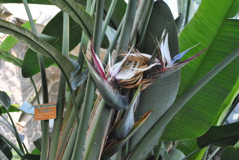 点击大图看下一张：大鹤望兰植物花朵图片
