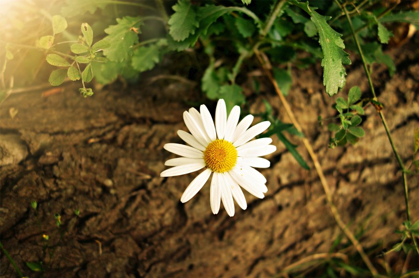 点击大图看下一张：盛开的白色雏菊图片