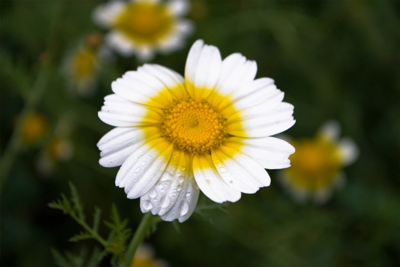 点击大图看下一张：盛开的白色雏菊图片
