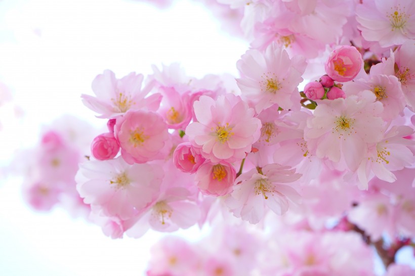 点击大图看下一张：淡雅清新的樱花图片
