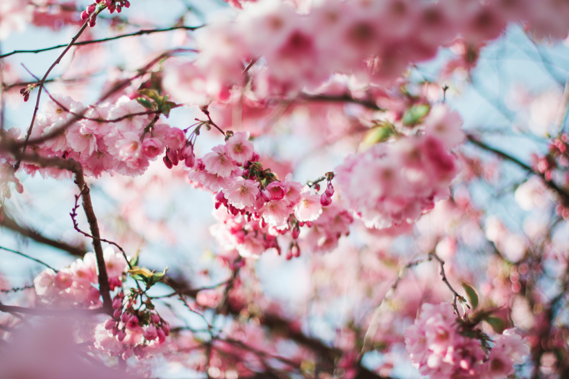 点击大图看下一张：淡雅清新的樱花图片