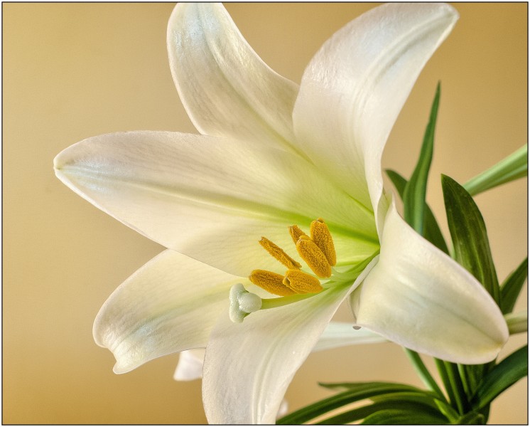 点击大图看下一张：淡雅的白色百合花图片