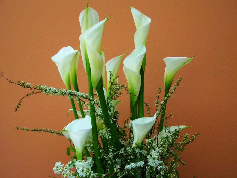 点击大图看下一张：淡雅的白色百合花图片