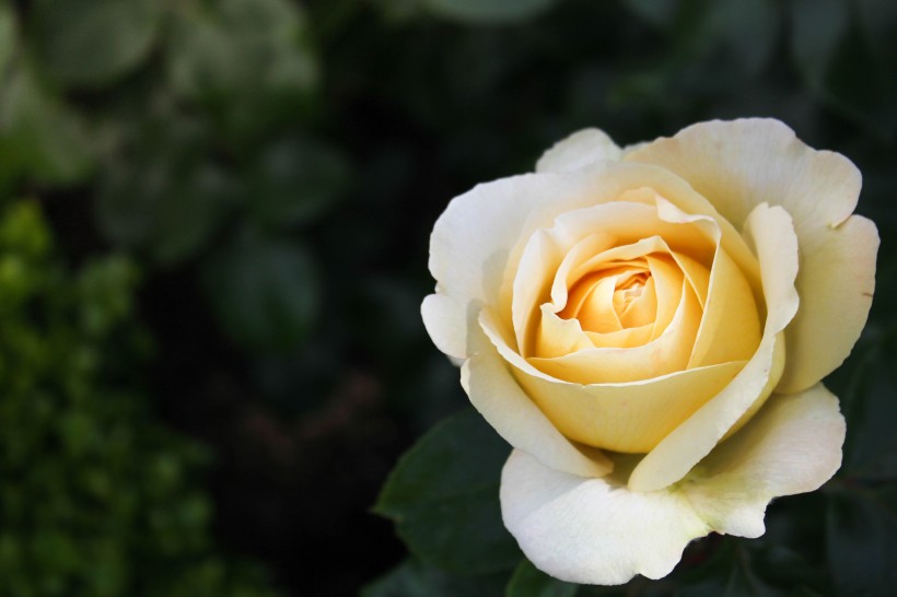 点击大图看下一张：淡雅的玫瑰花图片